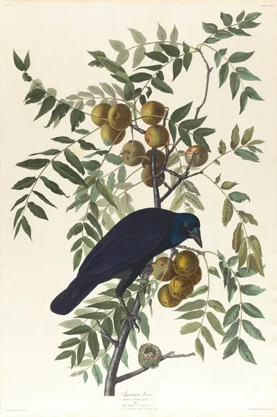 American crow av John James Audubon
