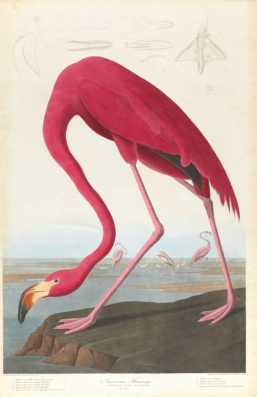 American flamingo av John James Audubon