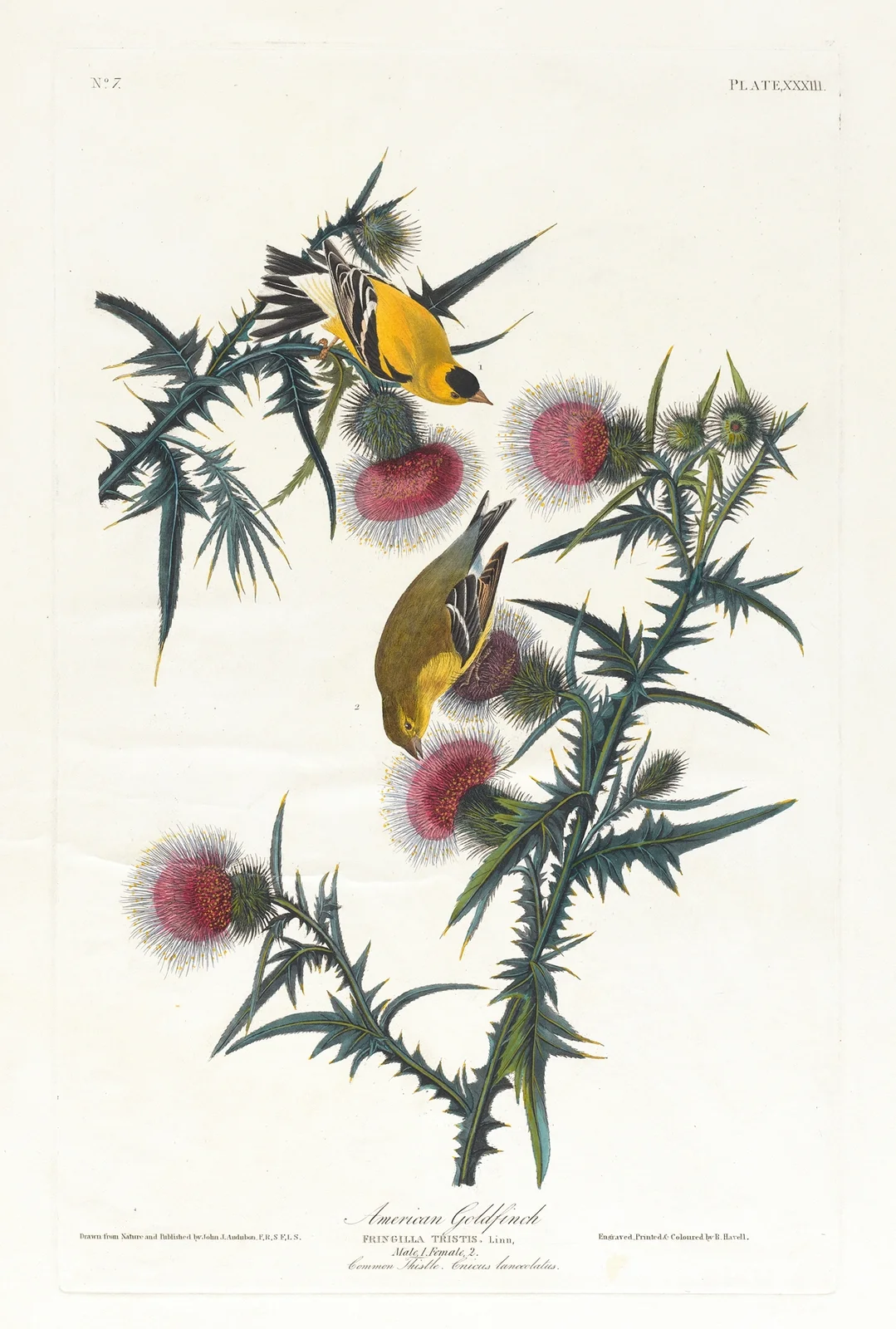 American goldfinch av John James Audubon
