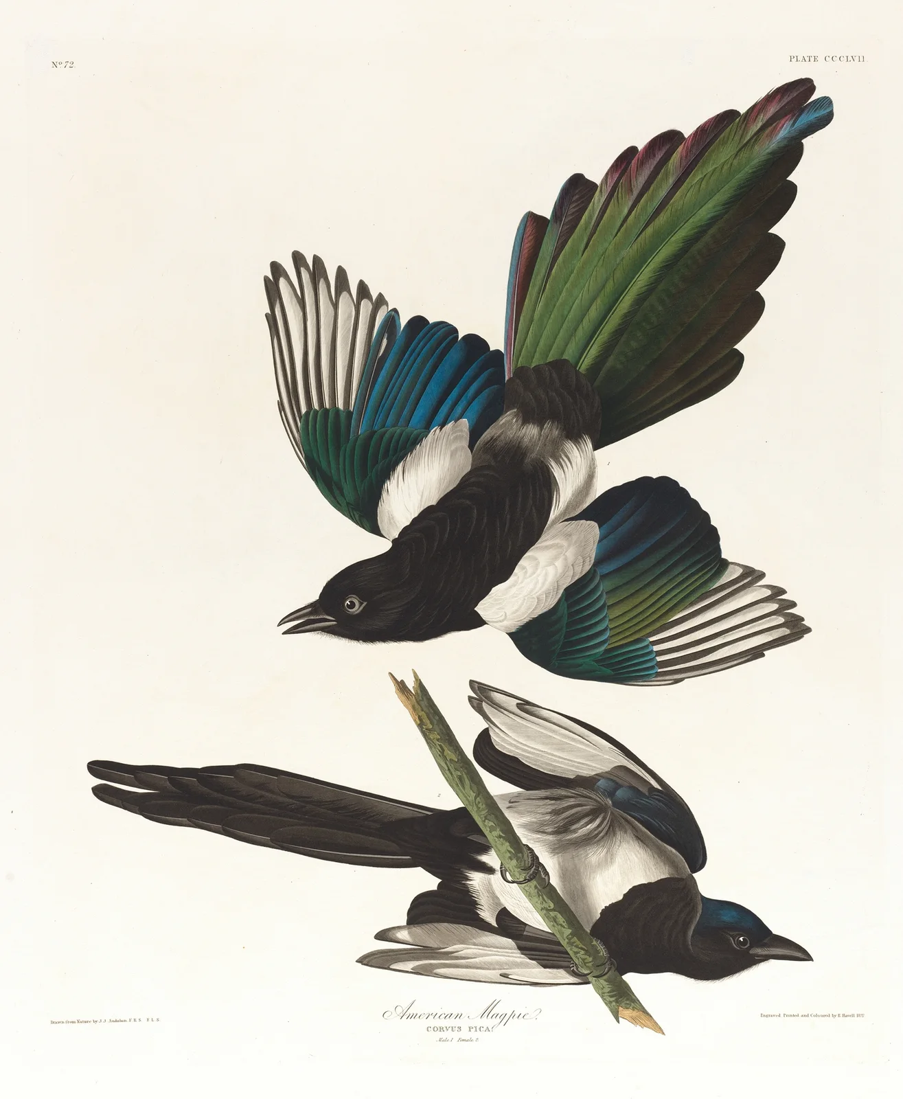 American magpie av John James Audubon