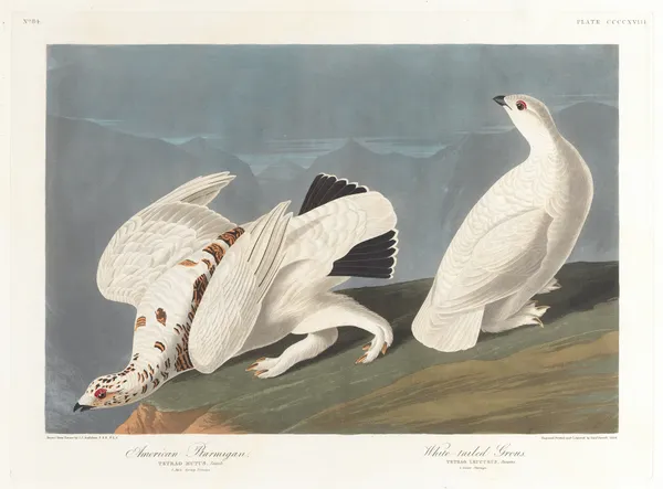 American ptarmigan. White-tailed grous av John James Audubon