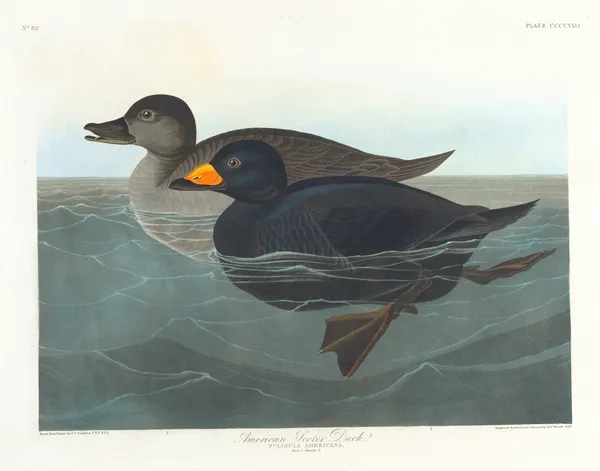 American scoter duck av John James Audubon