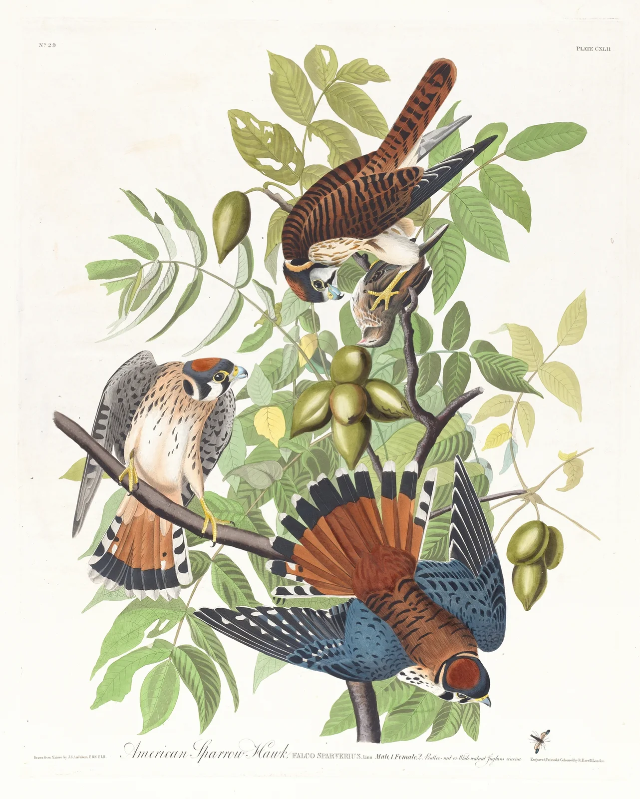 American sparrow hawk av John James Audubon