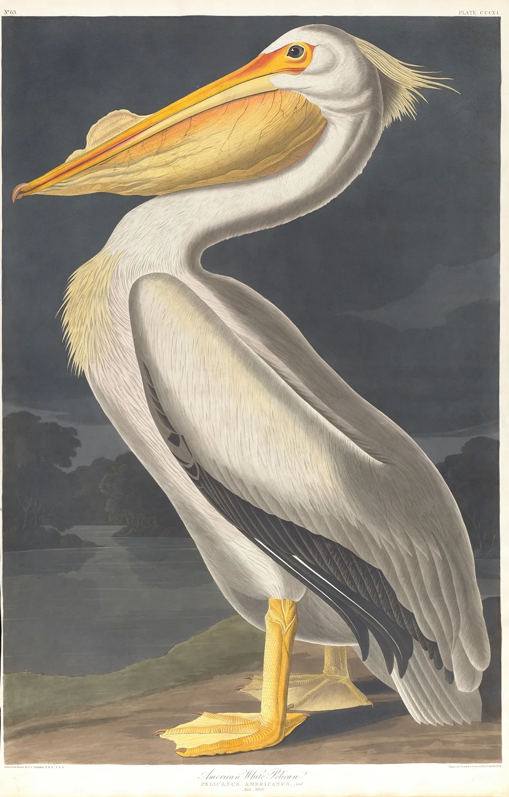 American white pelican av John James Audubon