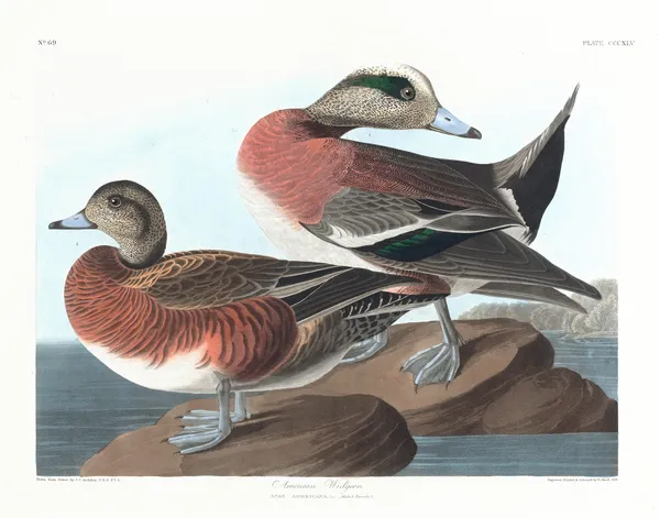American widgeon av John James Audubon