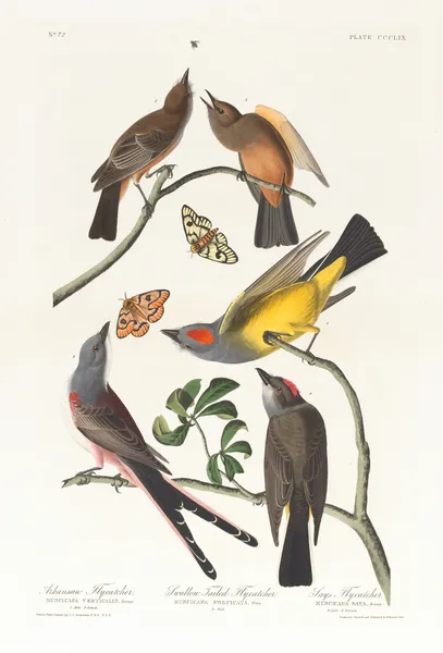 Arkansaw flycatcher. Swallow-tailed flycatcher av John James Audubon