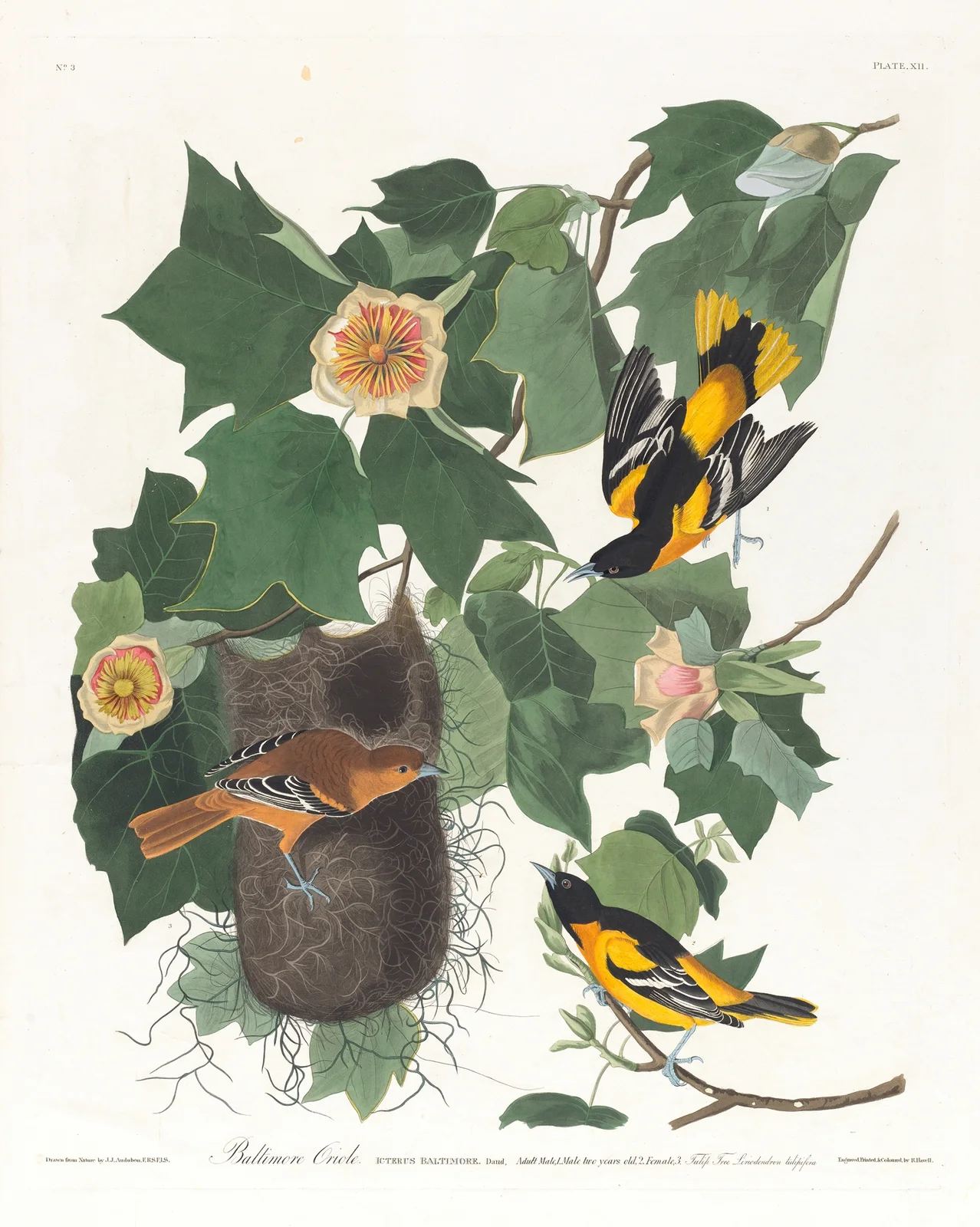 Baltimore oriole av John James Audubon