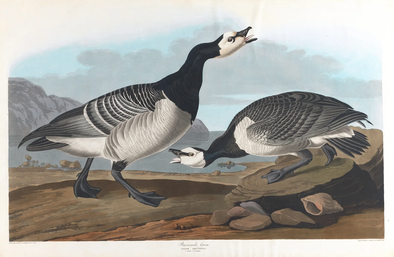 Barnacle goose av John James Audubon