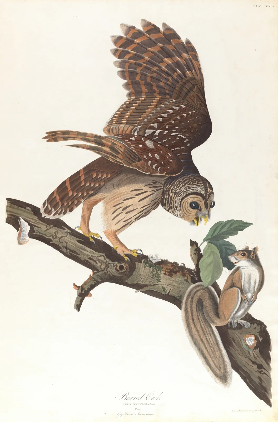 Barred owl av John James Audubon