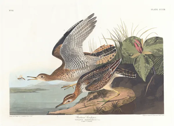 Bartram sandpiper av John James Audubon