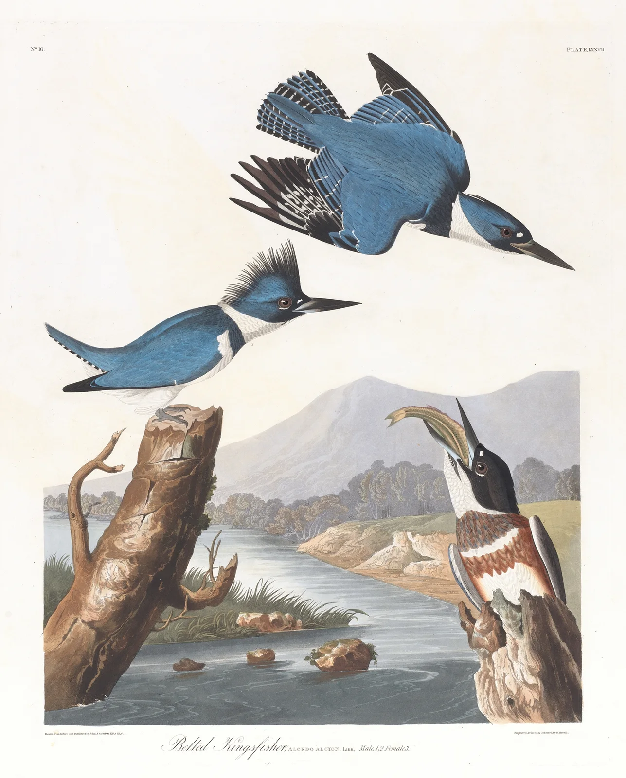 Belted kingfisher av John James Audubon