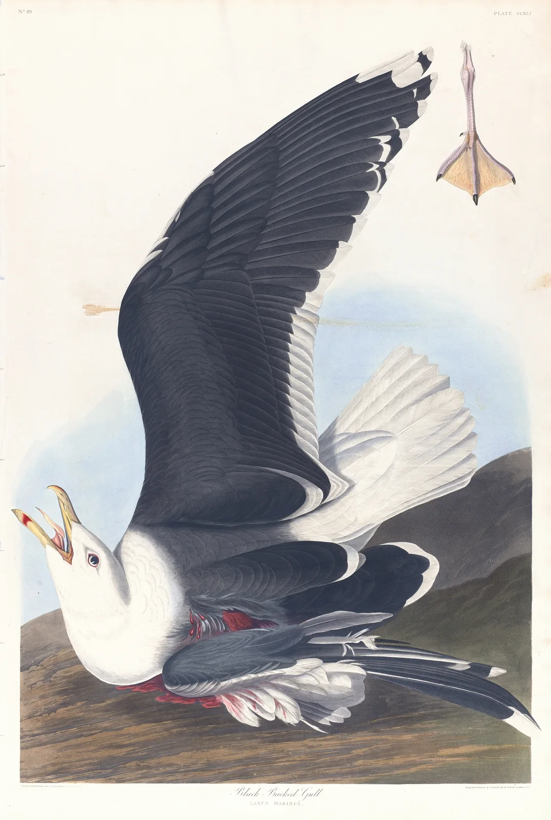 Black backed gull av John James Audubon