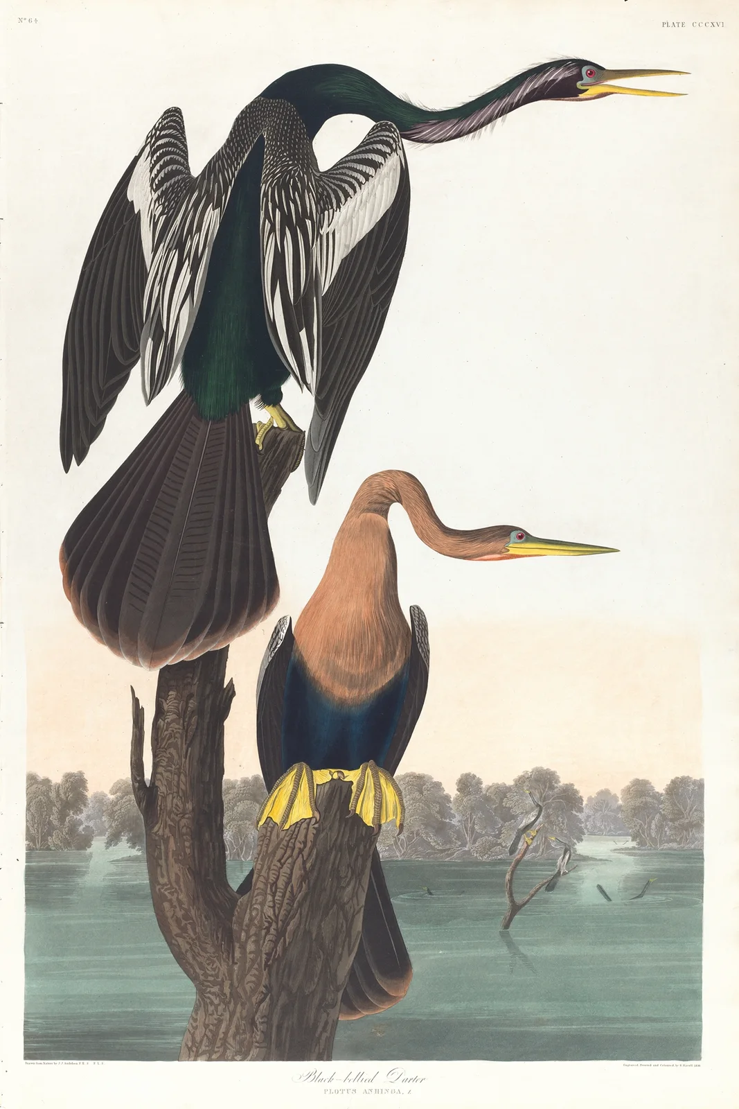 Black-belled darter av John James Audubon