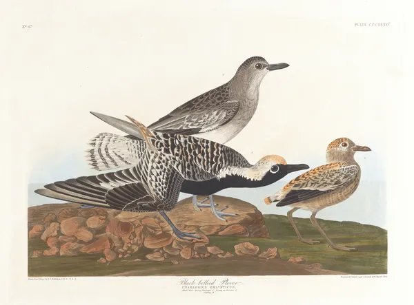 Black-belled plover av John James Audubon