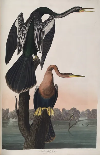Black-bellied Darter av John James Audubon