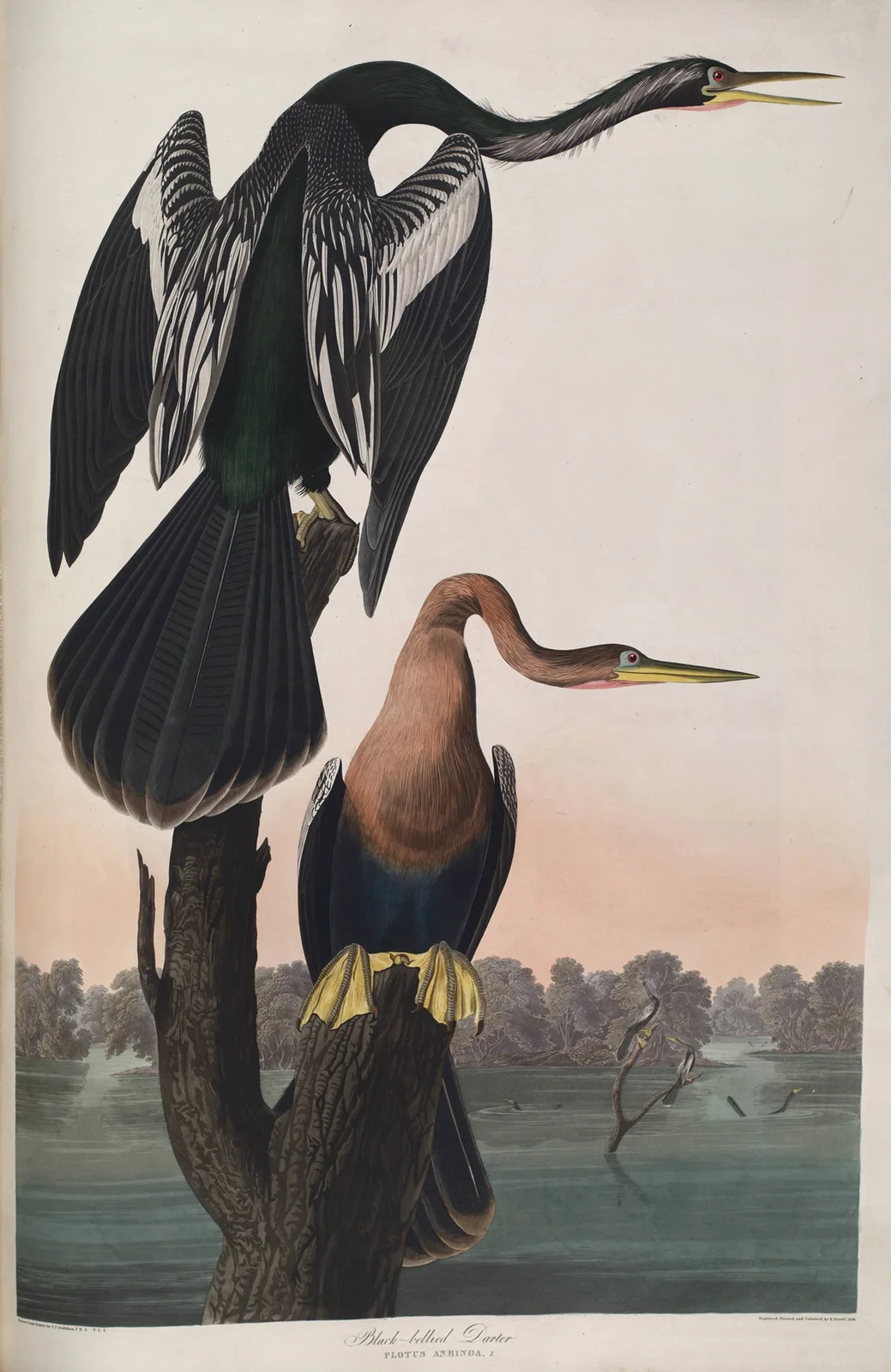 Black-bellied Darter av John James Audubon