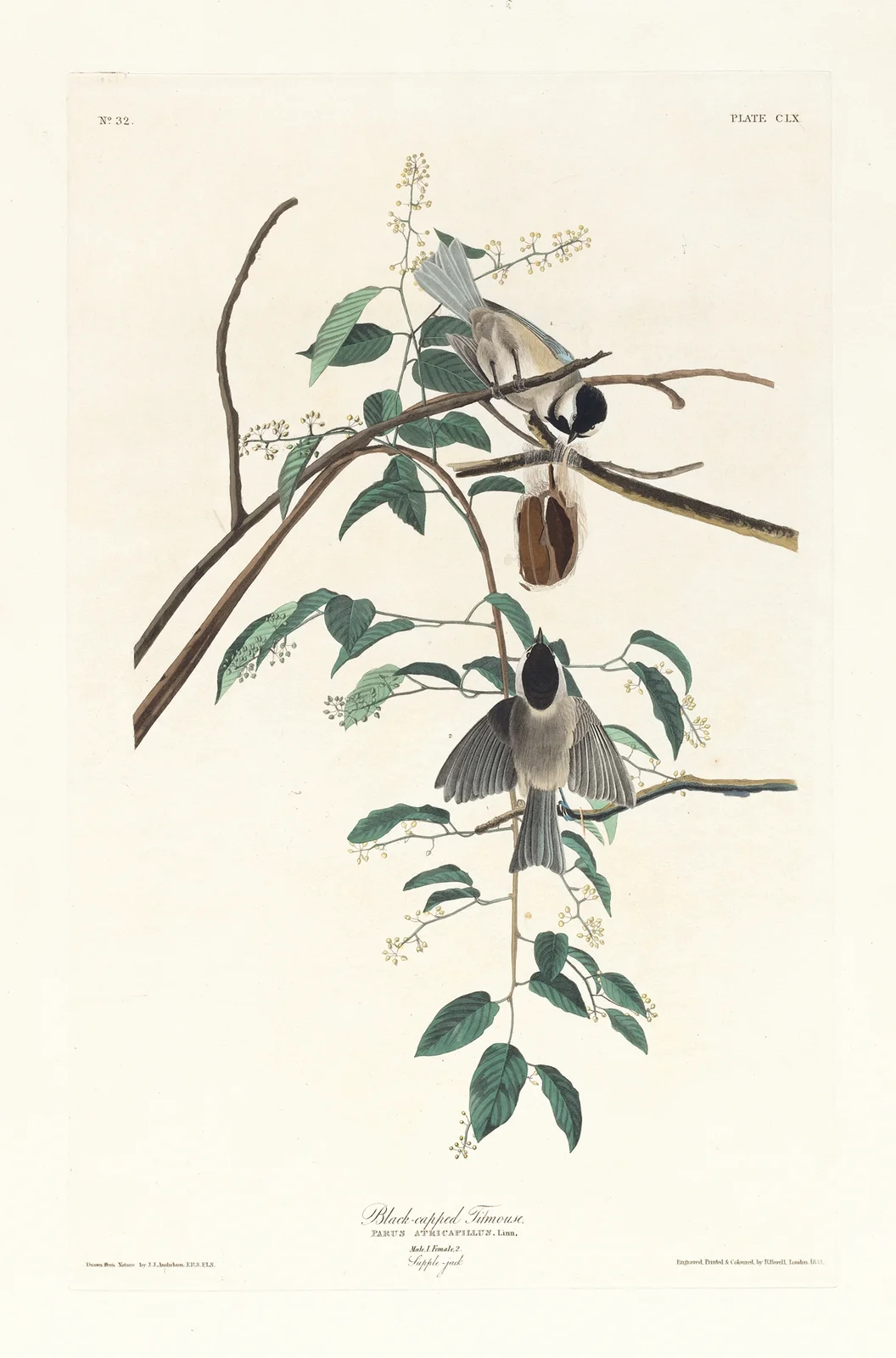 Black-capped titmouse av John James Audubon
