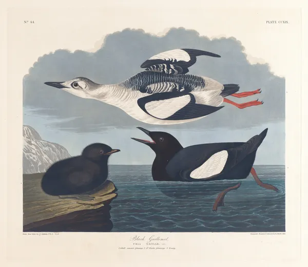 Black guillemot av John James Audubon