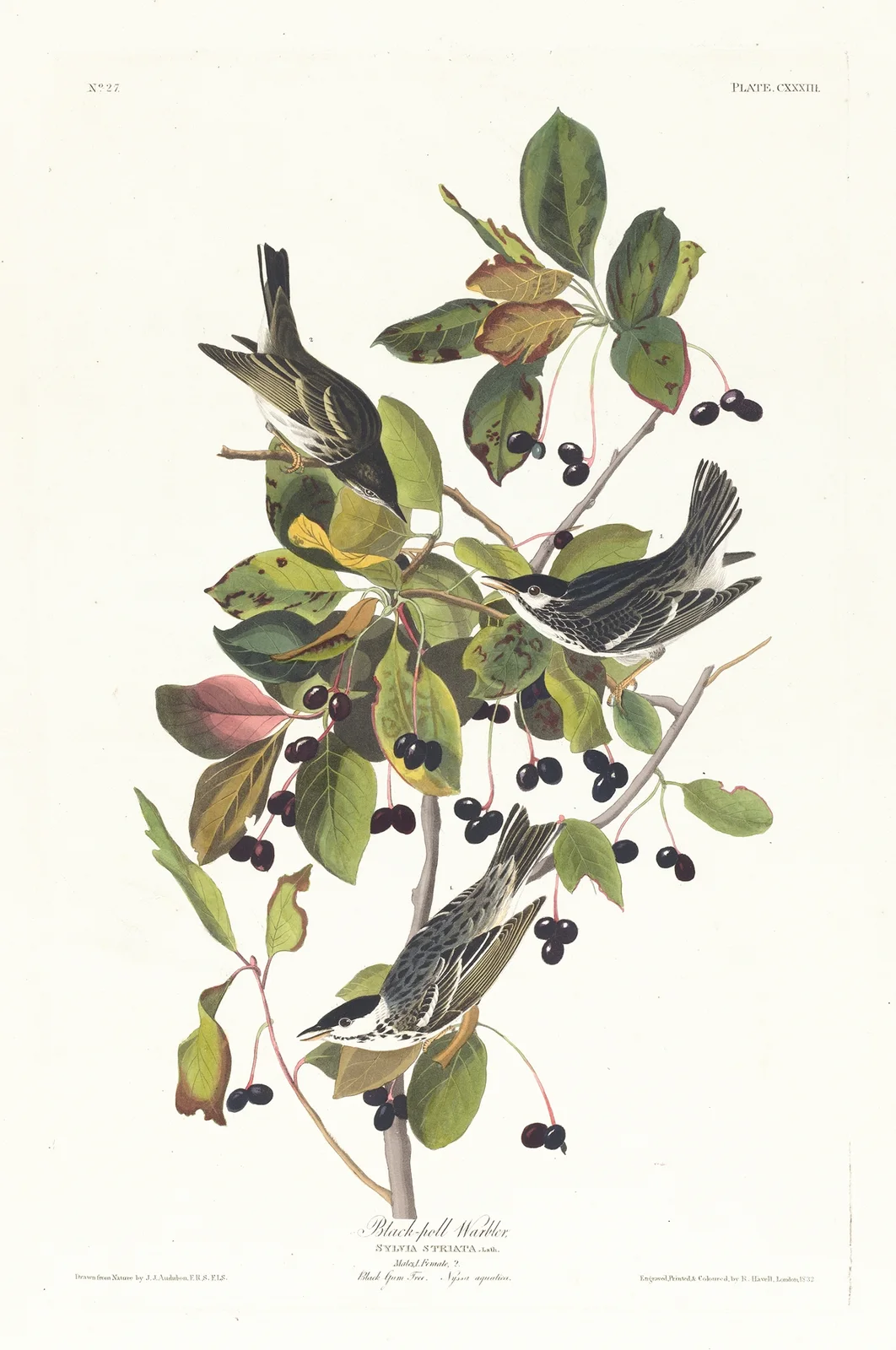 Black-poll warbler av John James Audubon