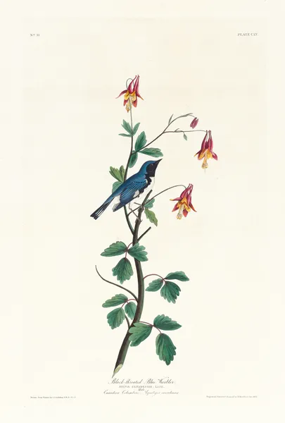 Black-throated blue warbler av John James Audubon