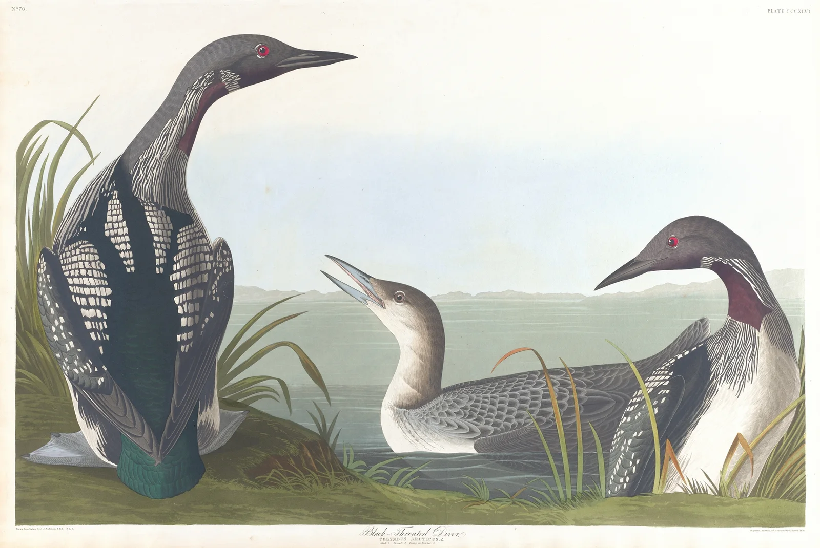 Black-throated diver av John James Audubon