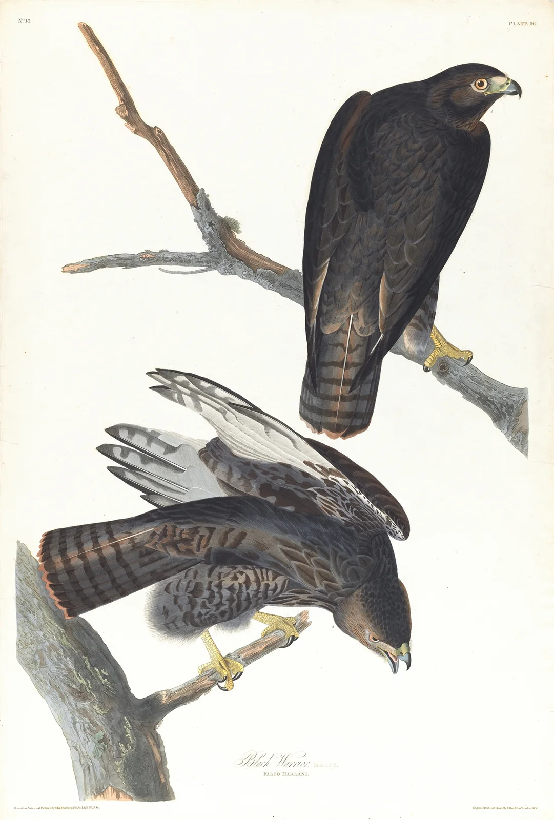 Black warrior av John James Audubon