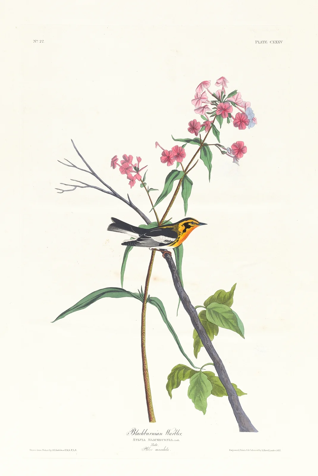 Blackburnian warbler av John James Audubon