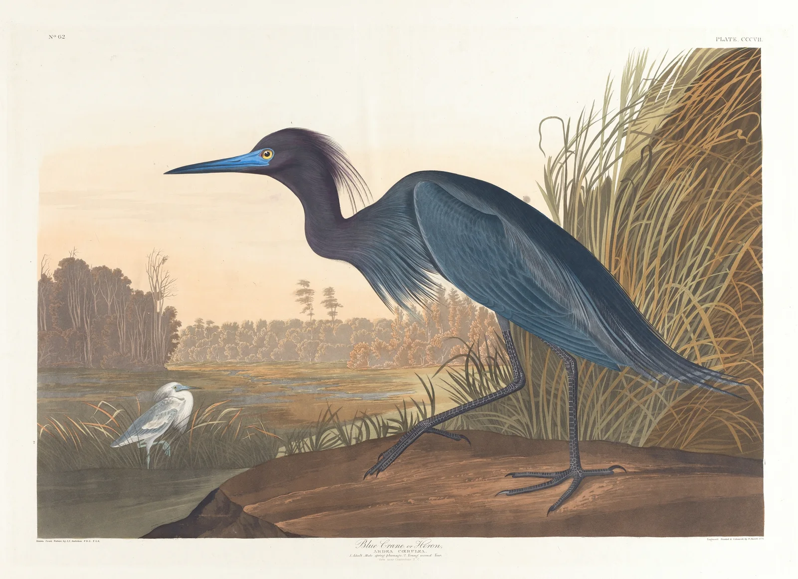 Blue crane or heron av John James Audubon