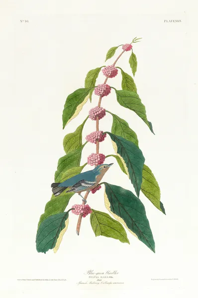 Blue-green warbler av John James Audubon