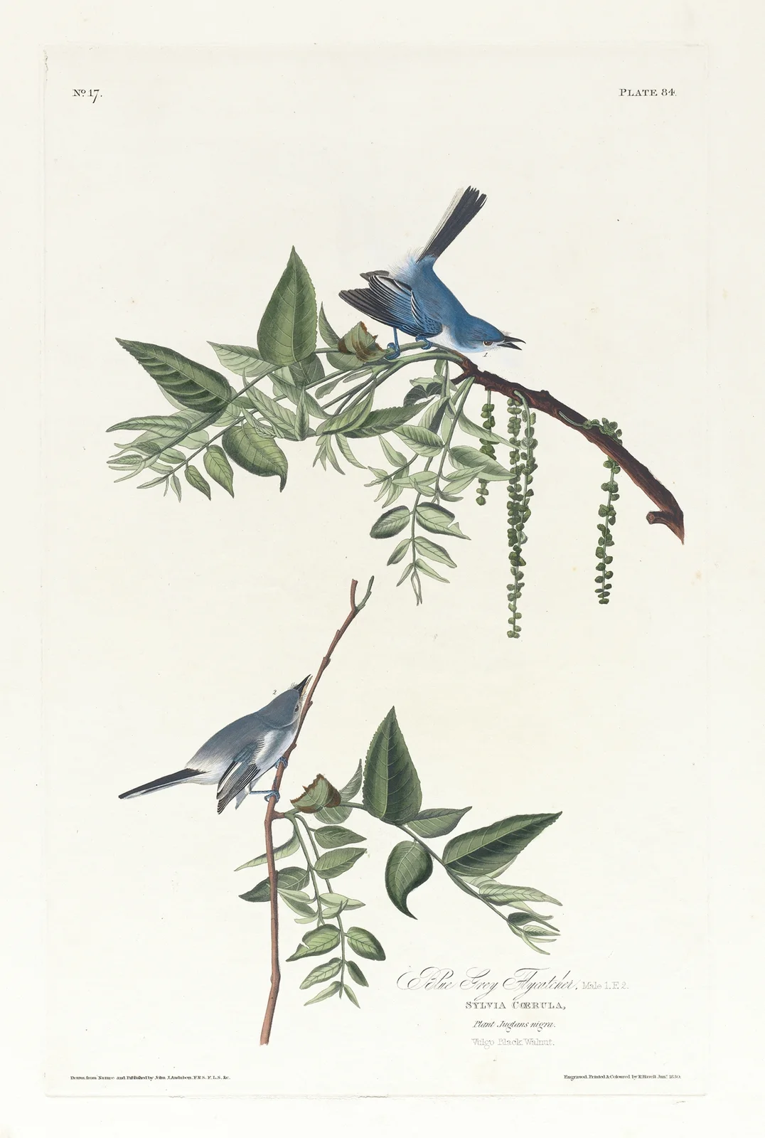 Blue grey flycatcher av John James Audubon