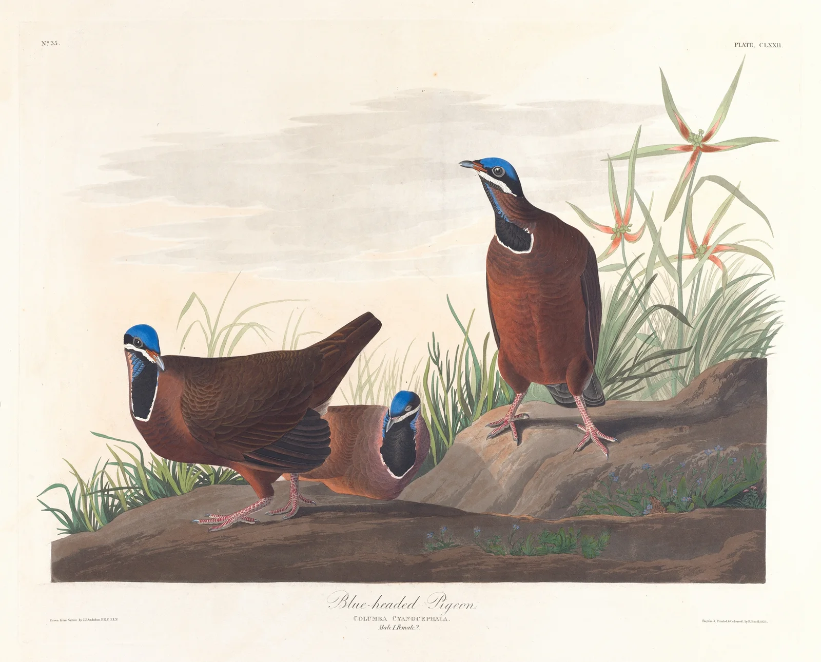 Blue-headed pigeon av John James Audubon