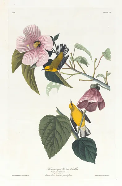 Blue-winged yellow warbler, 1827 – nr 1 av John James Audubon