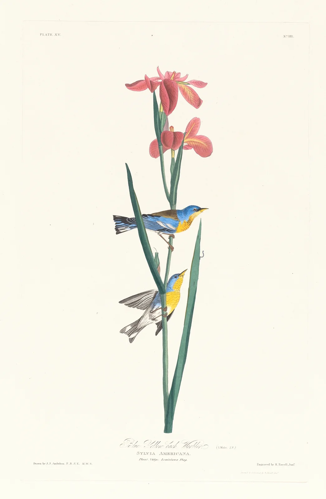Blue yellow back warbler av John James Audubon