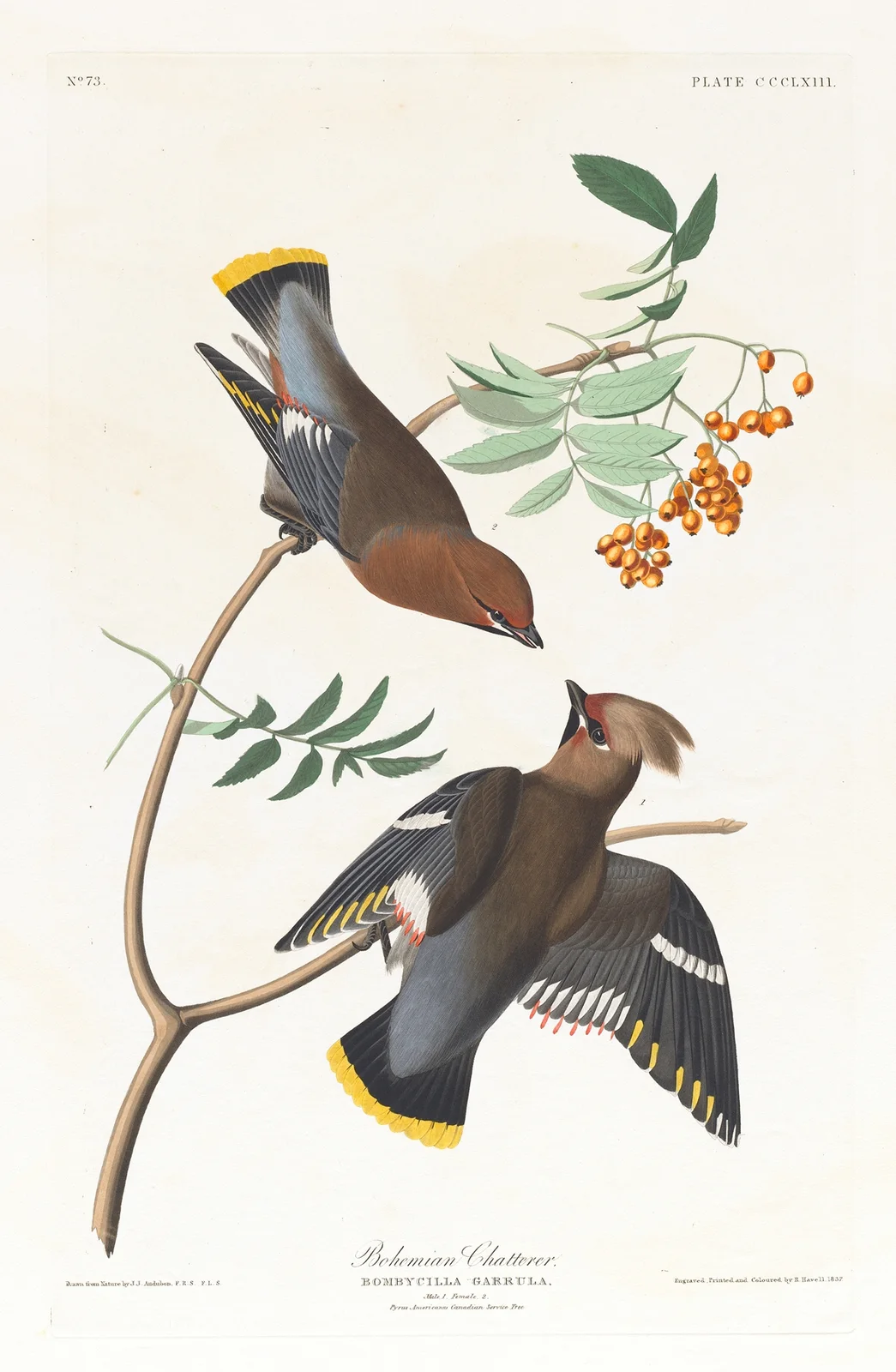 Bohemian chatterer av John James Audubon