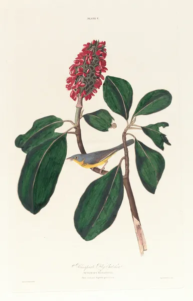 Bonaparte fly catcher av John James Audubon