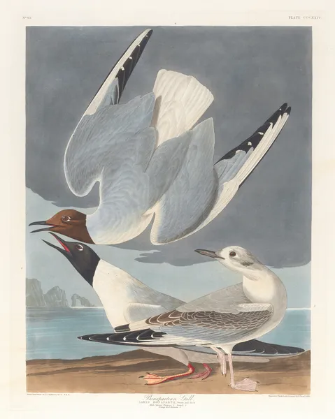 Bonapartian gull av John James Audubon