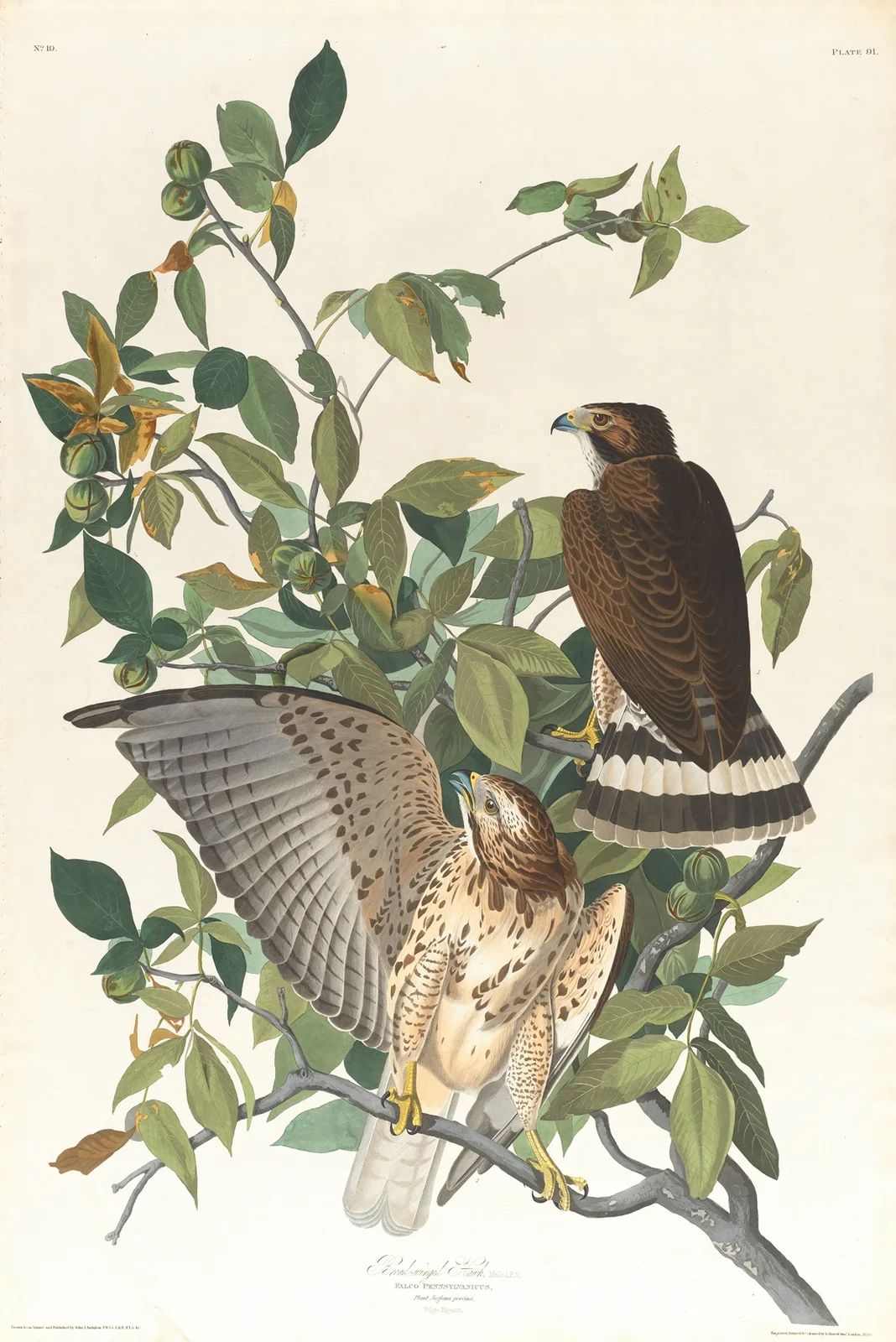 Broad-winged hawk av John James Audubon