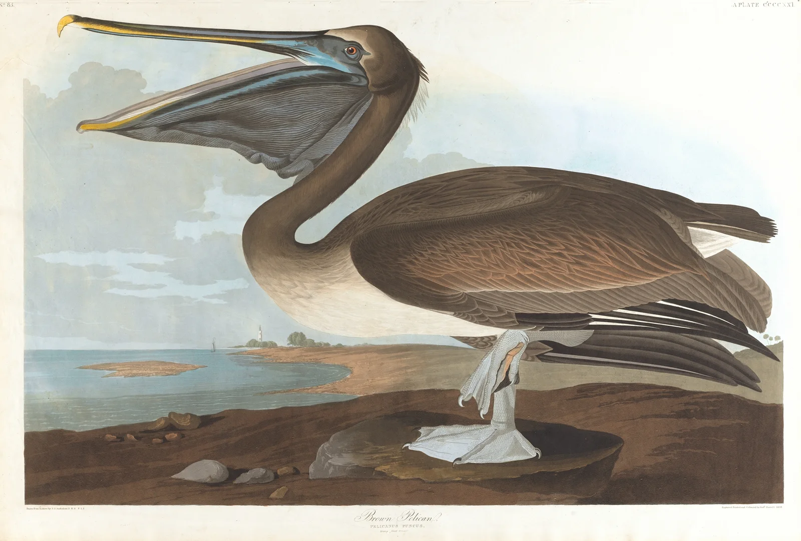Brown pelican av John James Audubon