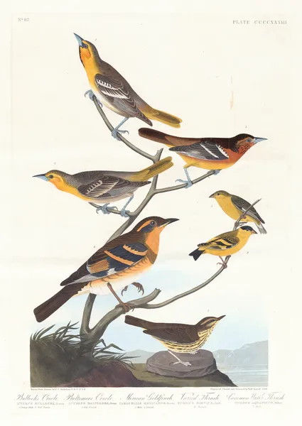 Bullock’s oriole. Baltimore oriole. Mexican goldfinch. Varied thrush. Common water thrush av John James Audubon