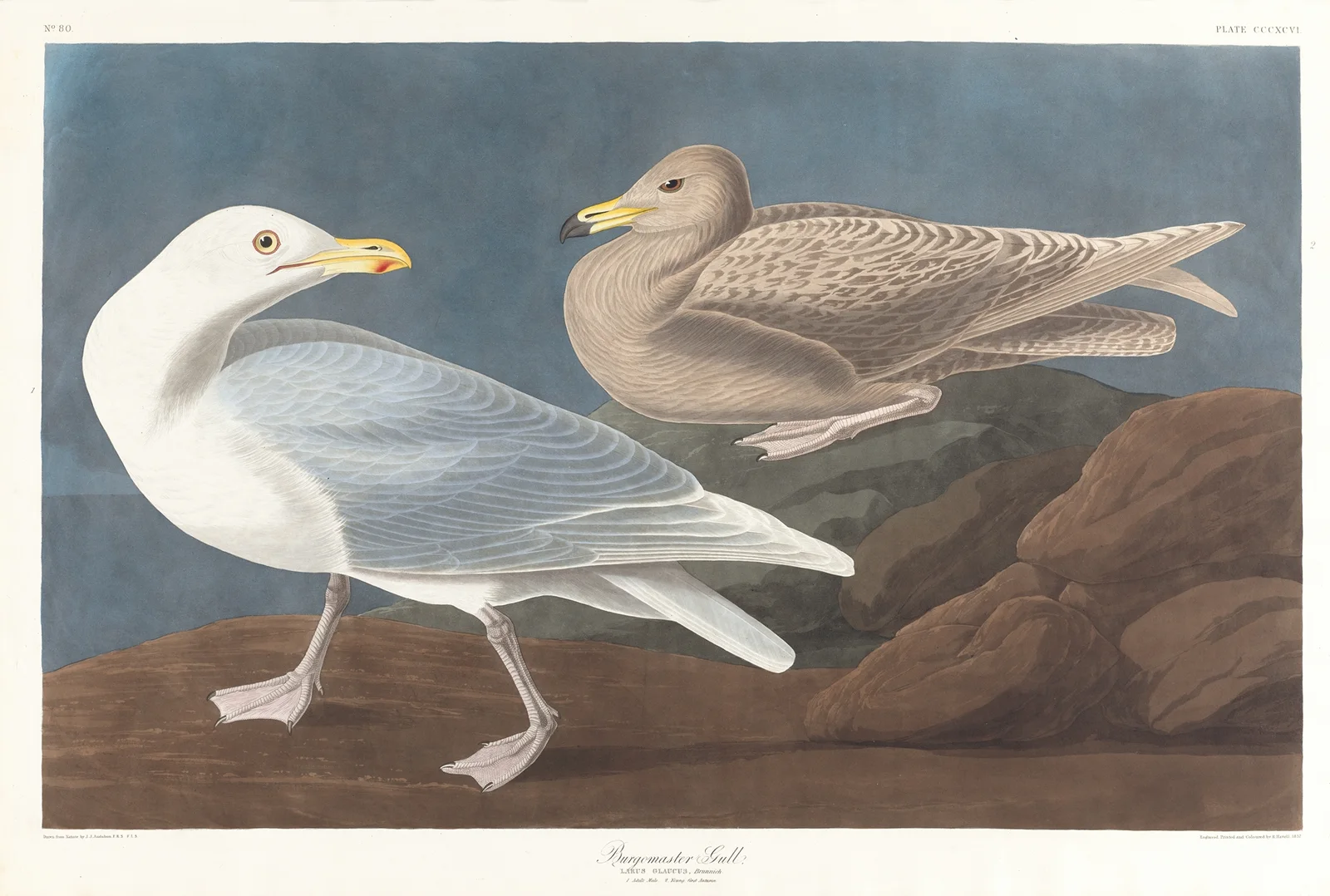 Burgomaster gull av John James Audubon