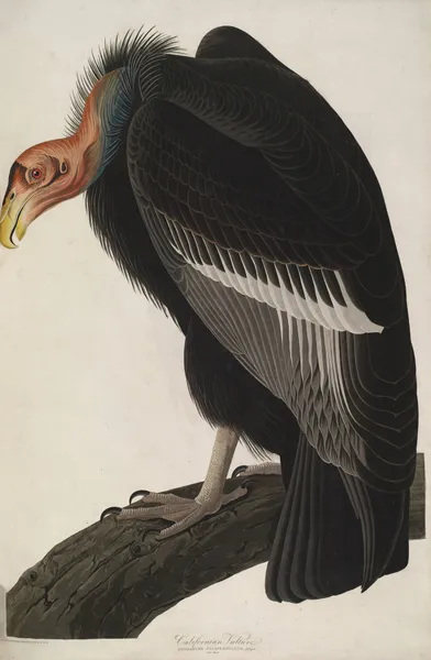 California Vulture av John James Audubon