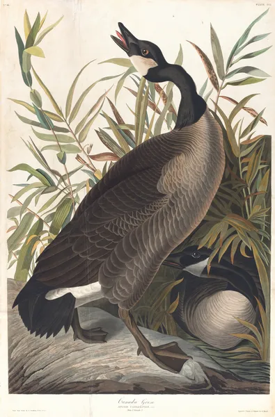 Canada goose av John James Audubon