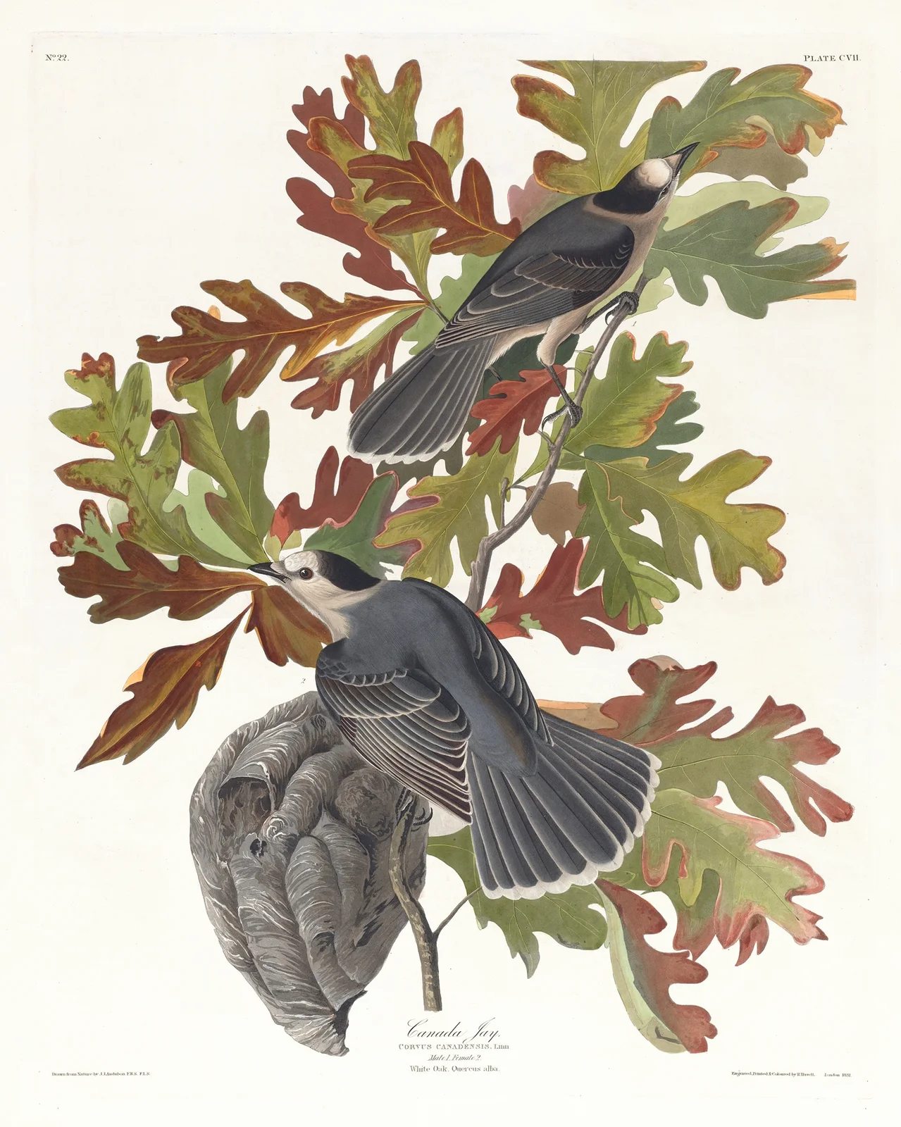 Canada jay av John James Audubon
