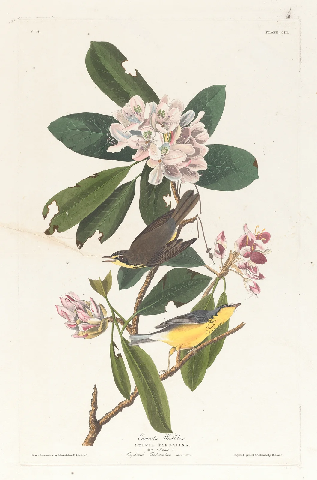 Canada warbler av John James Audubon