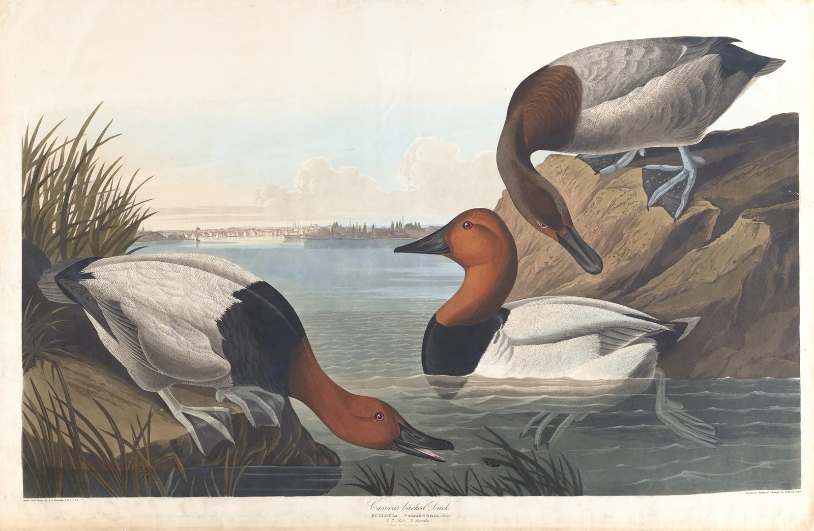 Canvas backed duck av John James Audubon