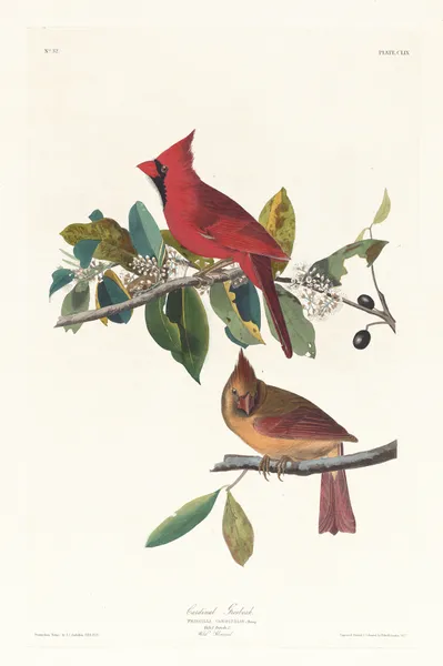 Cardinal grosbeak av John James Audubon