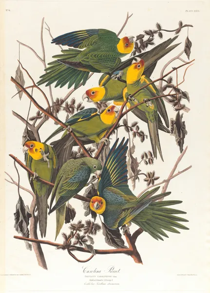 Carolina parrot av John James Audubon