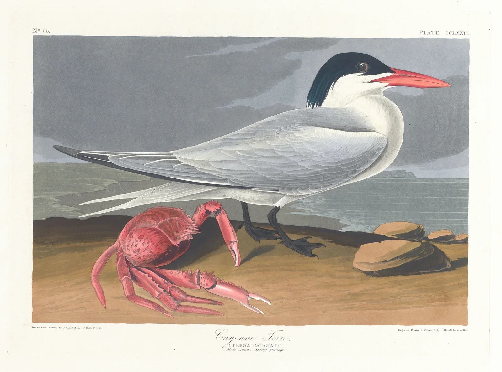 Cayenne tern av John James Audubon