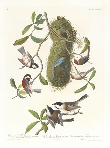 Chestnut-backed titmouse. Black-capt titmouse. Chestnut-crowed titmouse av John James Audubon