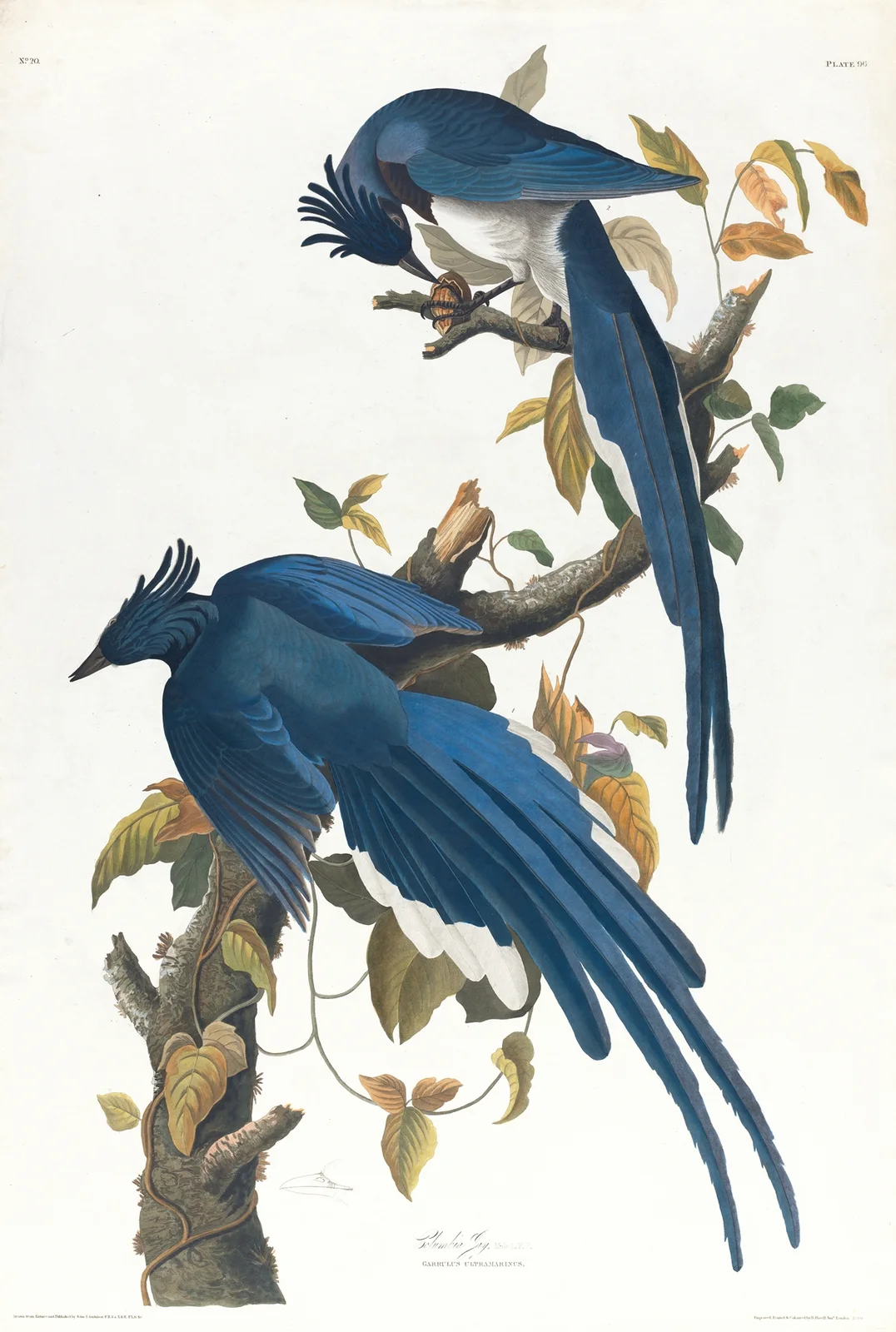 Columbia jay av John James Audubon